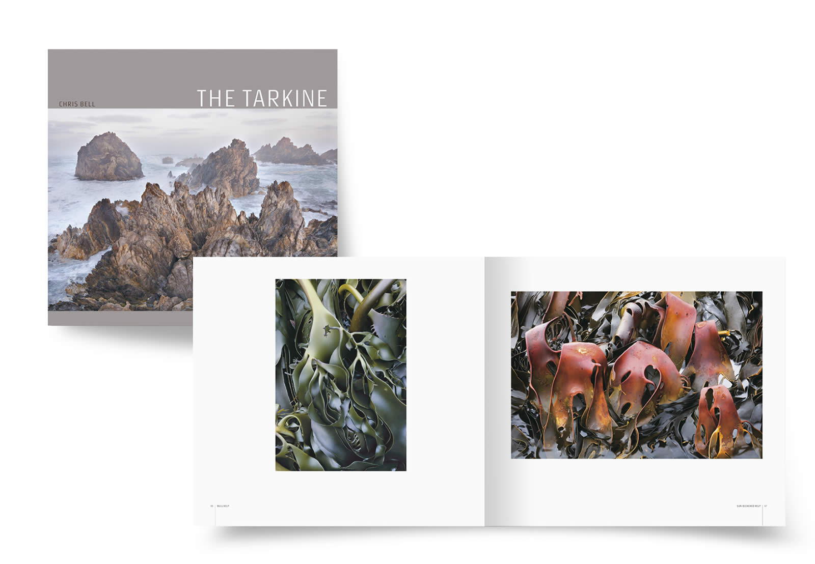 Chris Bell : The Tarkine