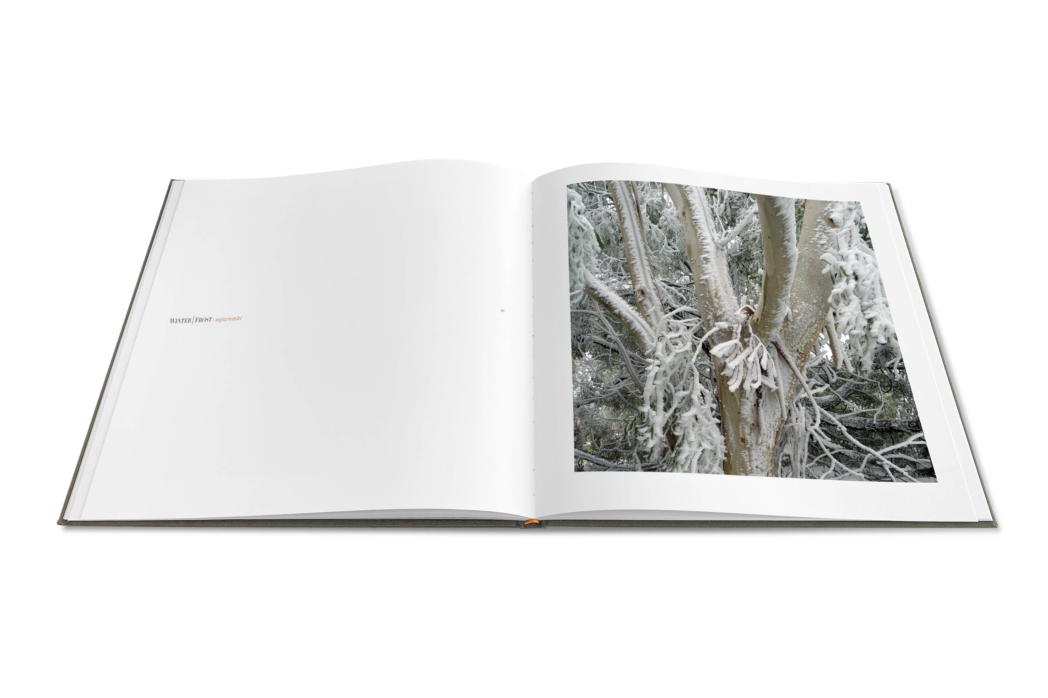 Allan Starr : Gaanha Bula / Mt Canobolas