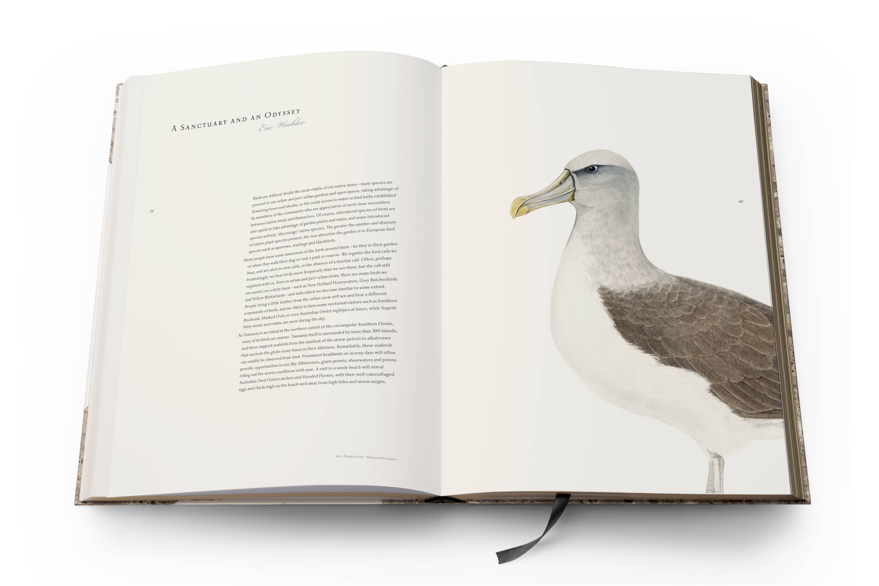 Susan Lester : Birds of Tasmania