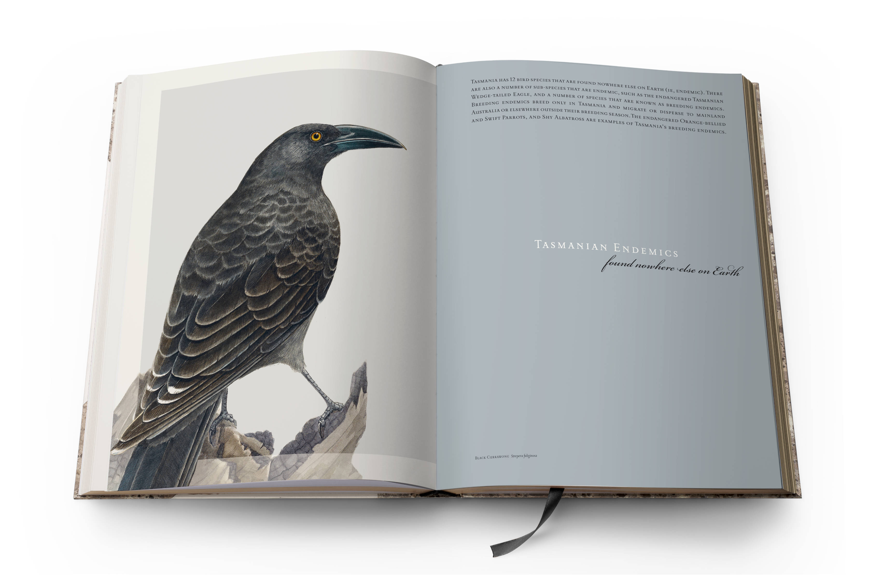 Susan Lester : Birds of Tasmania